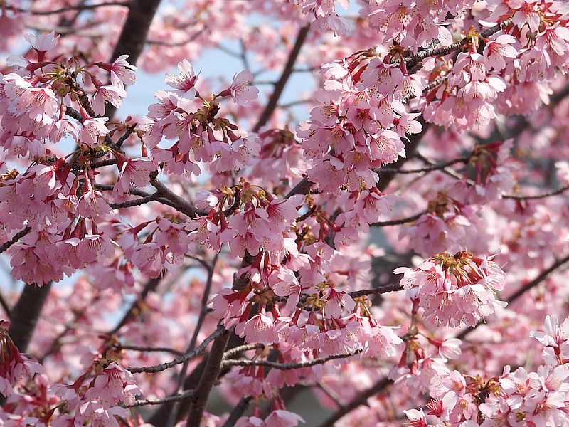 河津桜