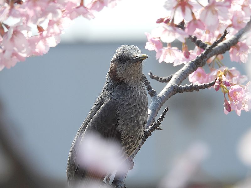 ヒヨちゃん