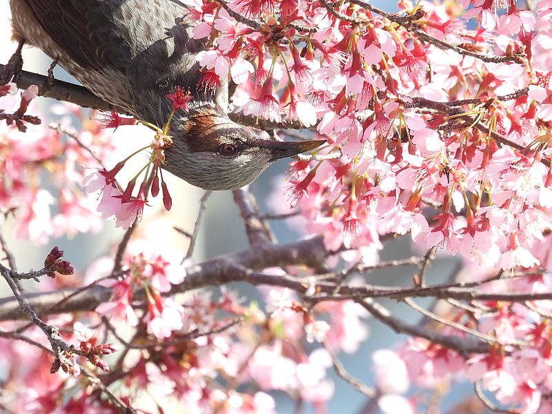 サクヒヨ