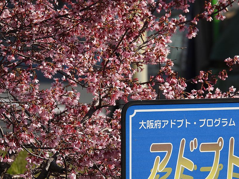 おかめ桜