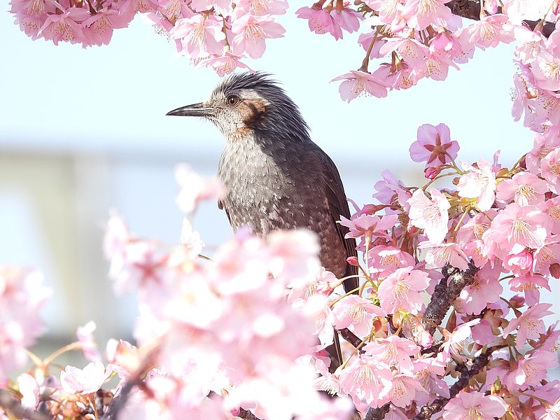 サクヒヨ