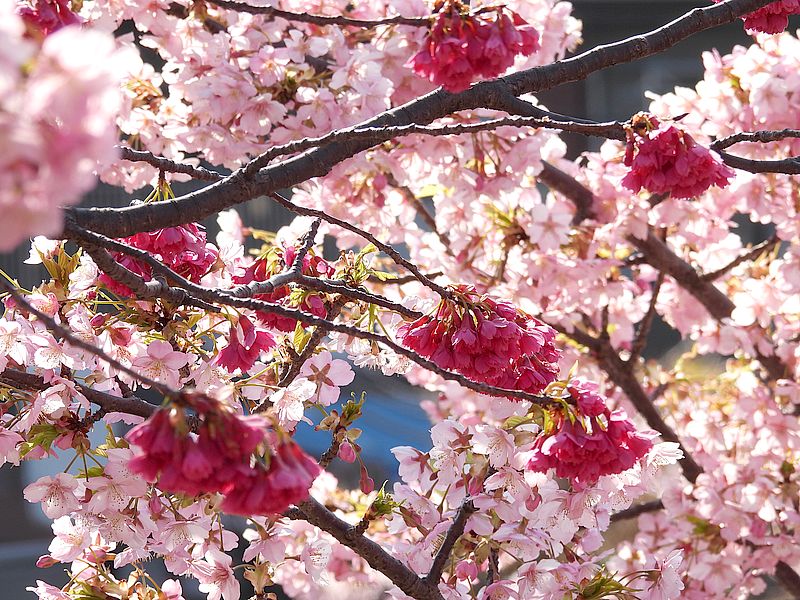 緋寒桜と河津桜