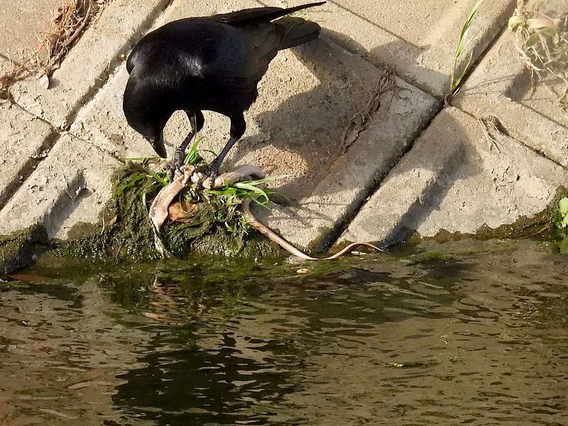 カラヤン