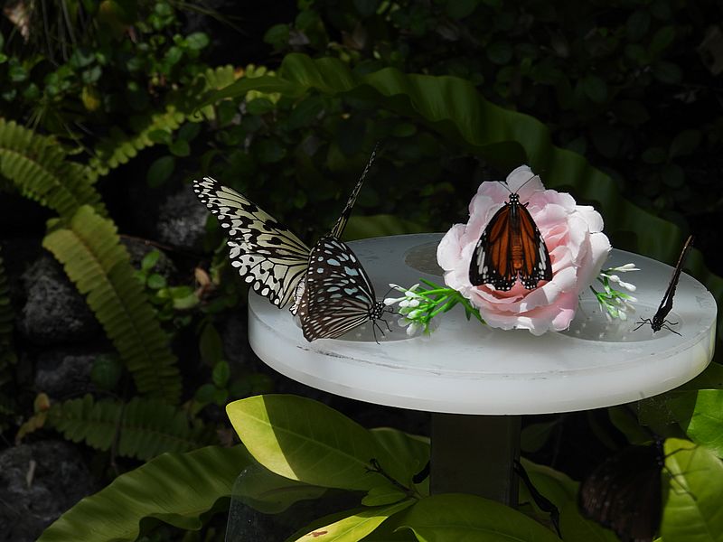 蜜皿