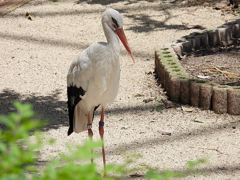シュバシコウさん