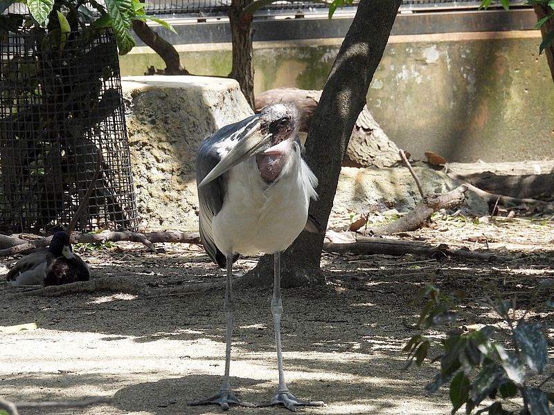 アフリカハゲコウさん
