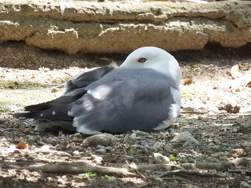 ウミネコさん
