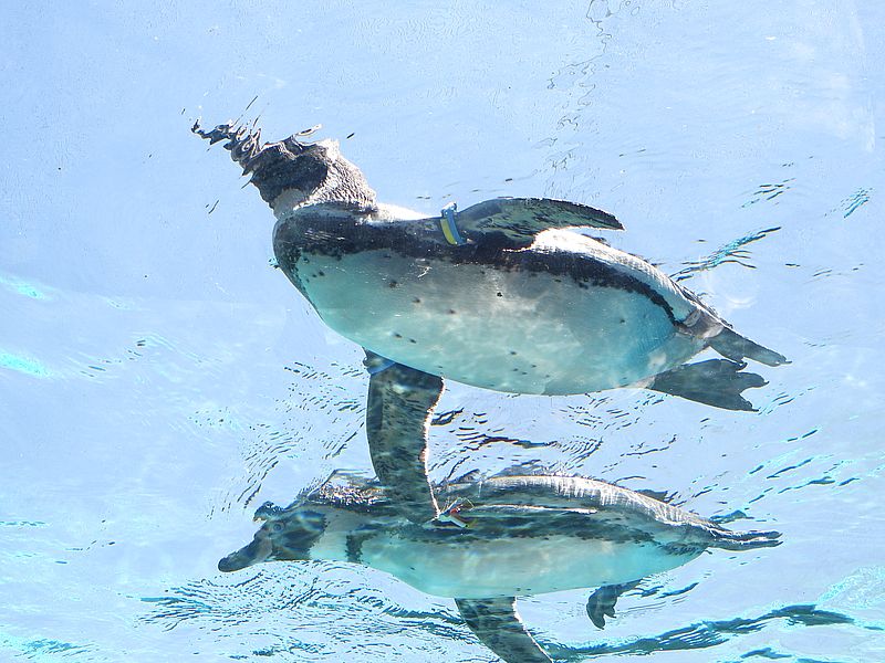 フンボルトペンギンさん