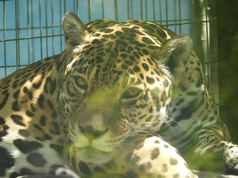 ジャガーさん