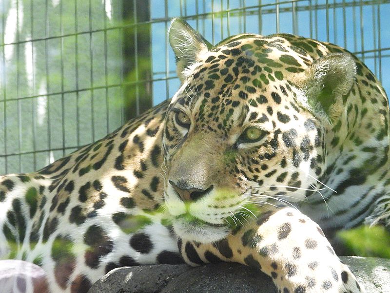 ジャガーさん