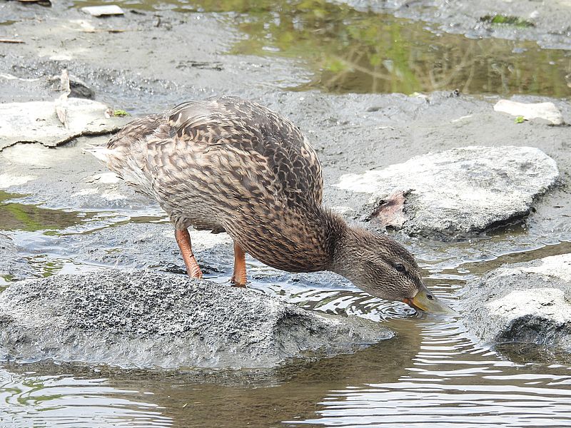 アイガモご一家