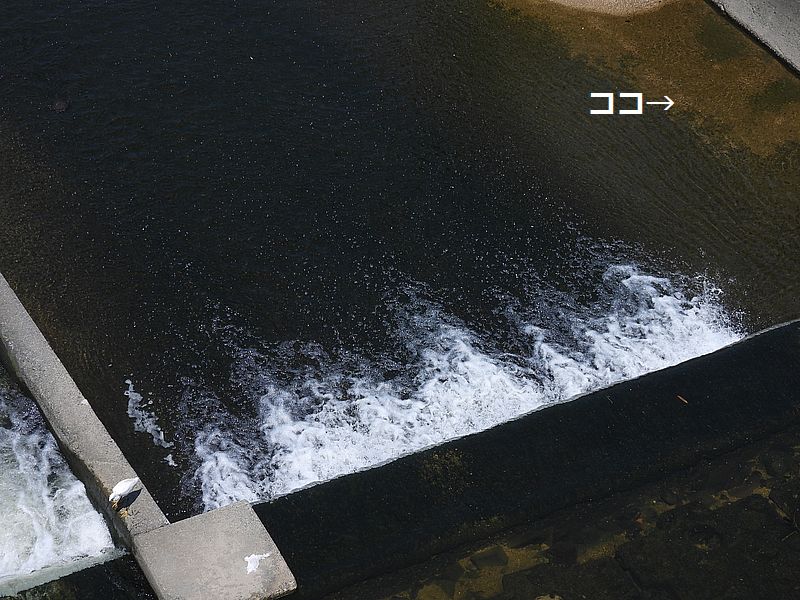 天野川