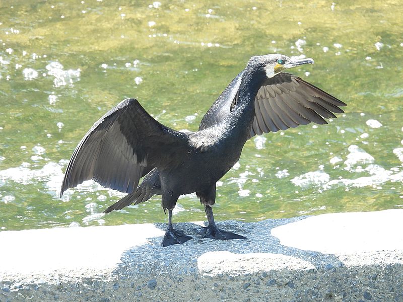 カワウちゃん