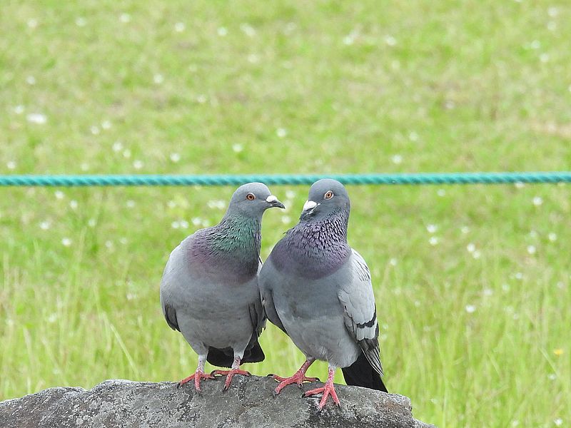くるっぽーご夫妻
