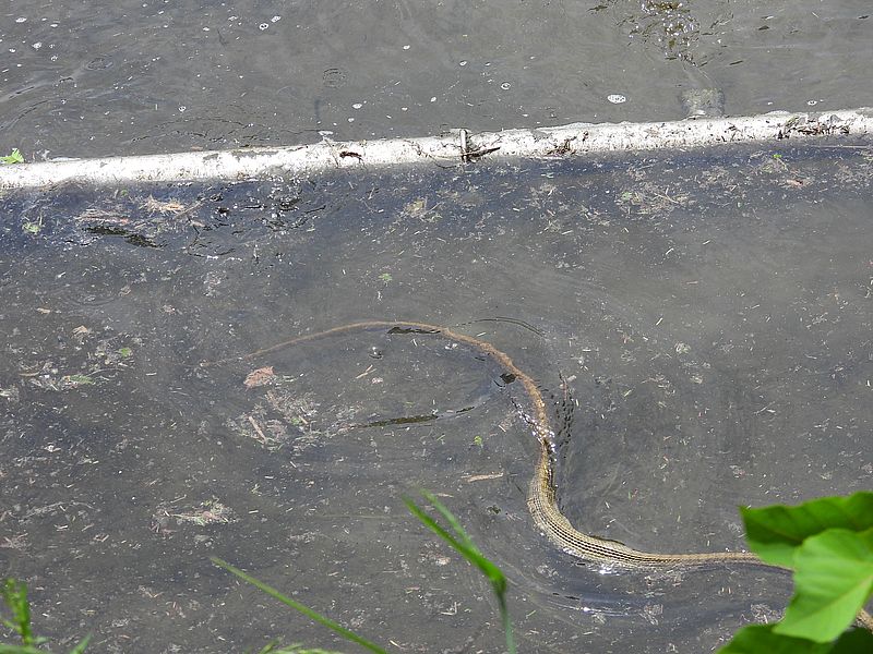 ぽんぽん真ん丸なアオダイショウ