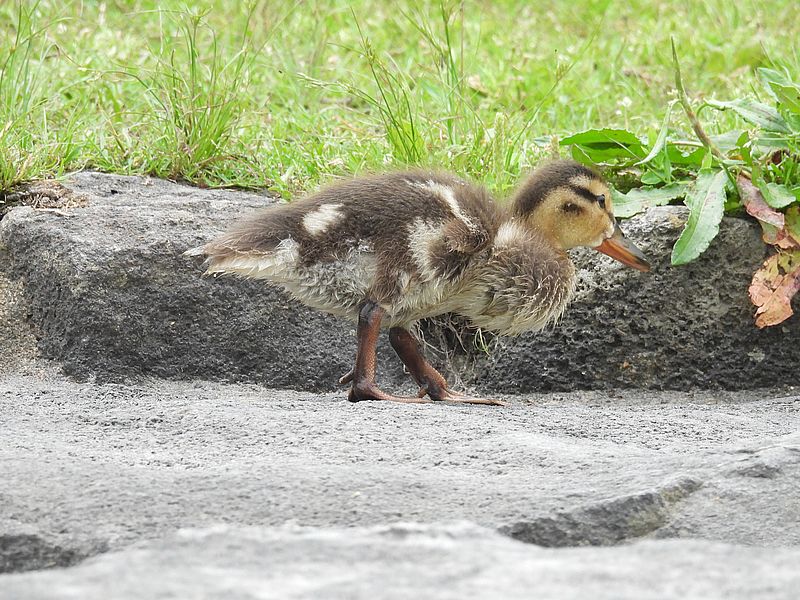 アイガモご一家