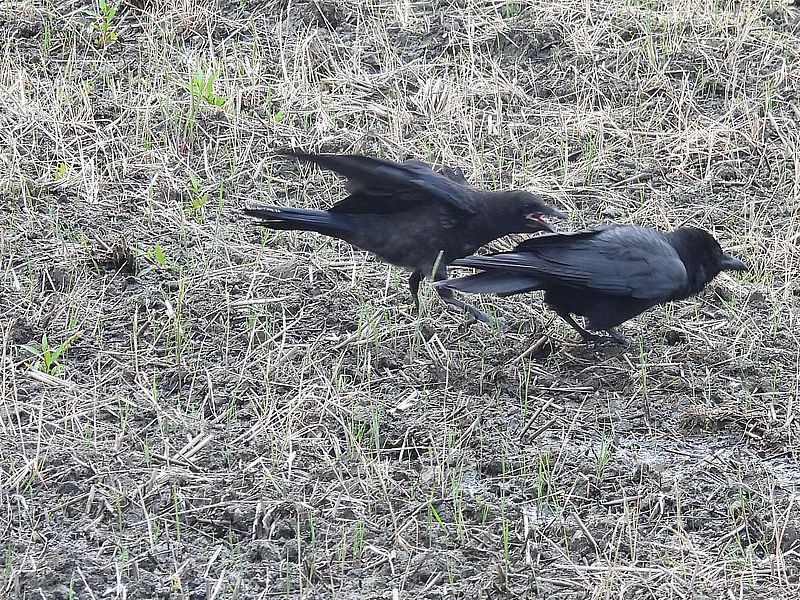 カラヤンご一家