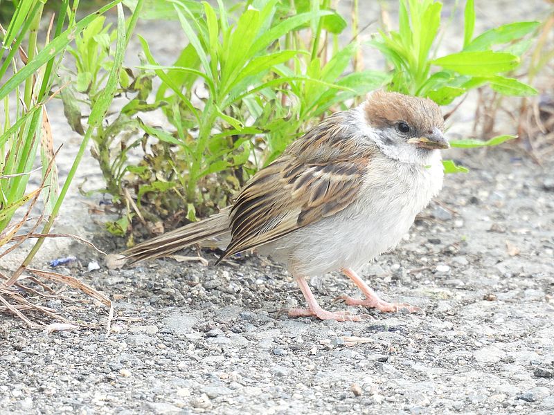 スズメちゃん