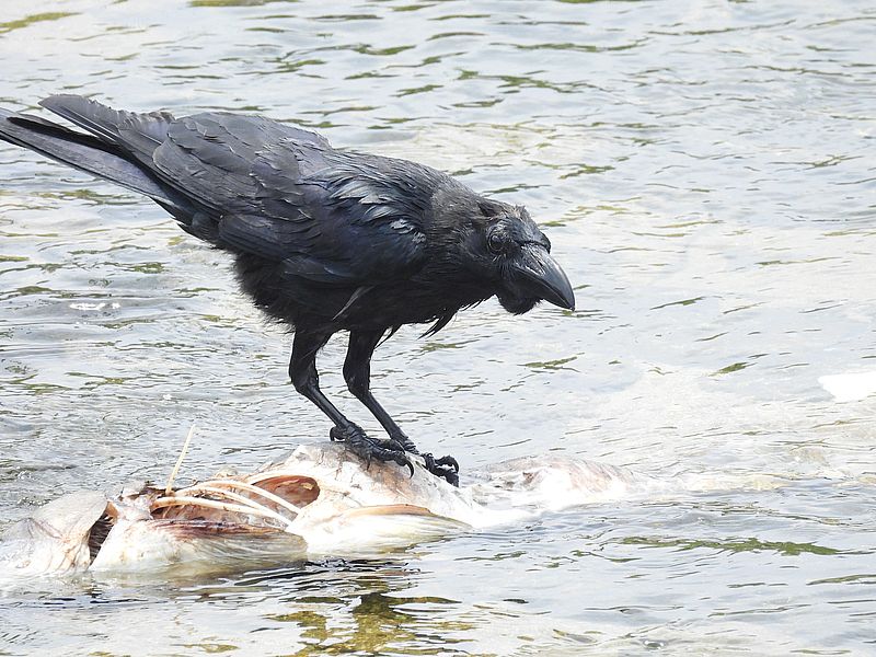 カラヤン