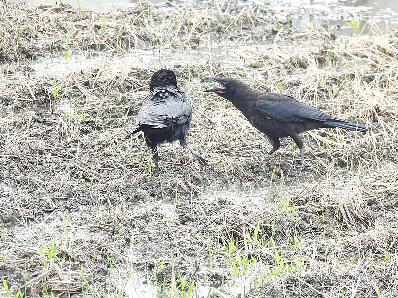 カラヤンご一家