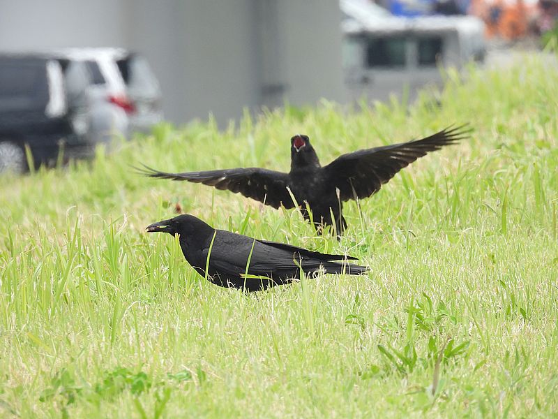 カラヤンご一家