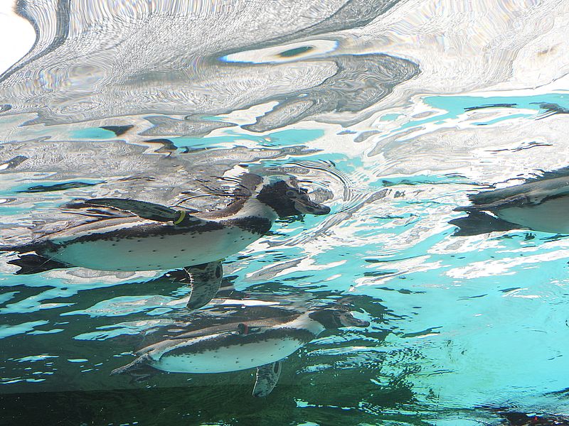 フンボルトペンギンさん