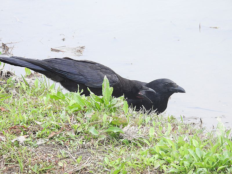 カラヤンご一家