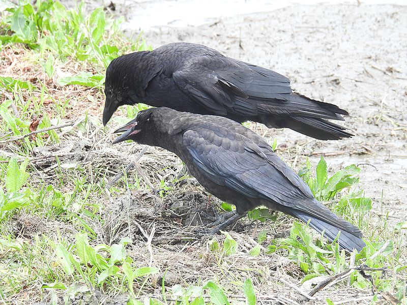 カラヤンご一家