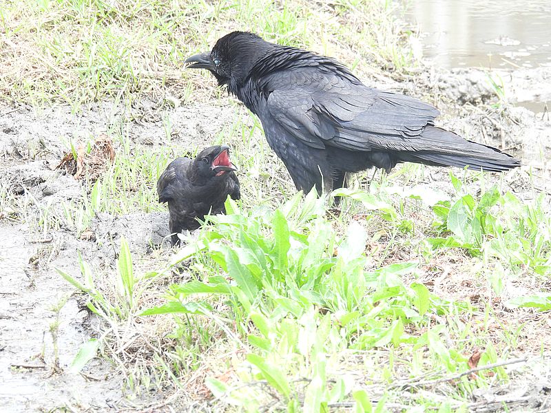 カラヤンご一家