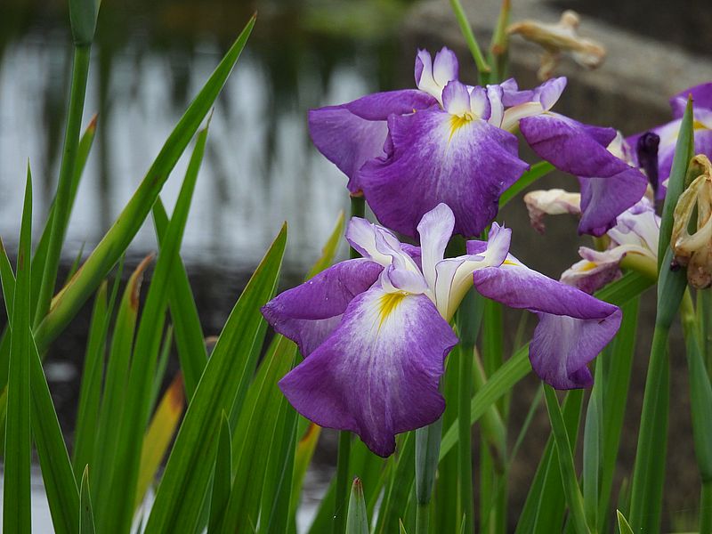 花しょうぶ