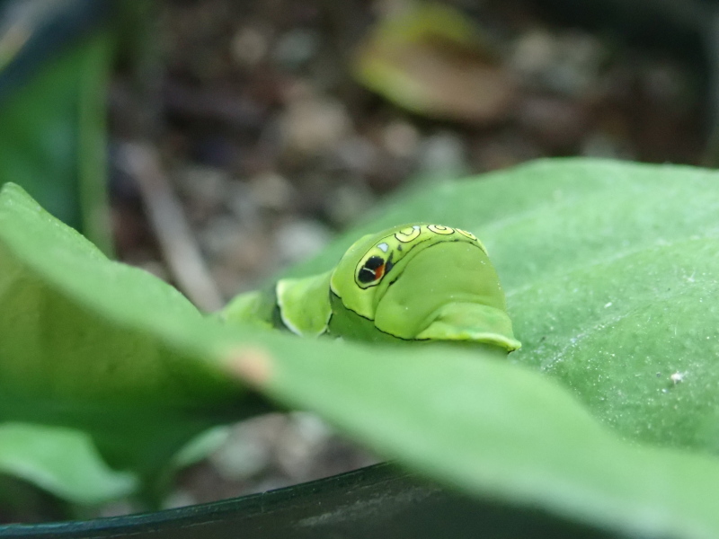 ナミアゲハの終齢芋ちゃん
