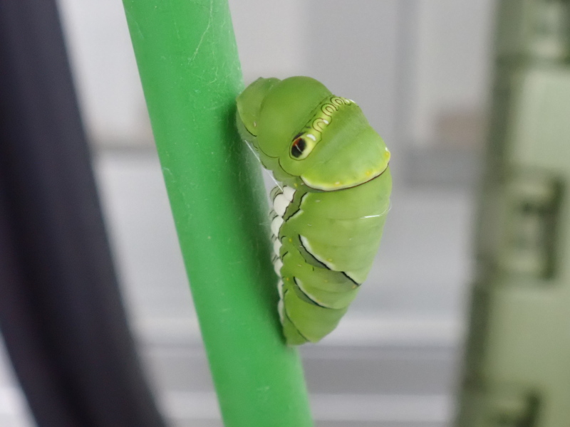 ナミアゲハの前蛹