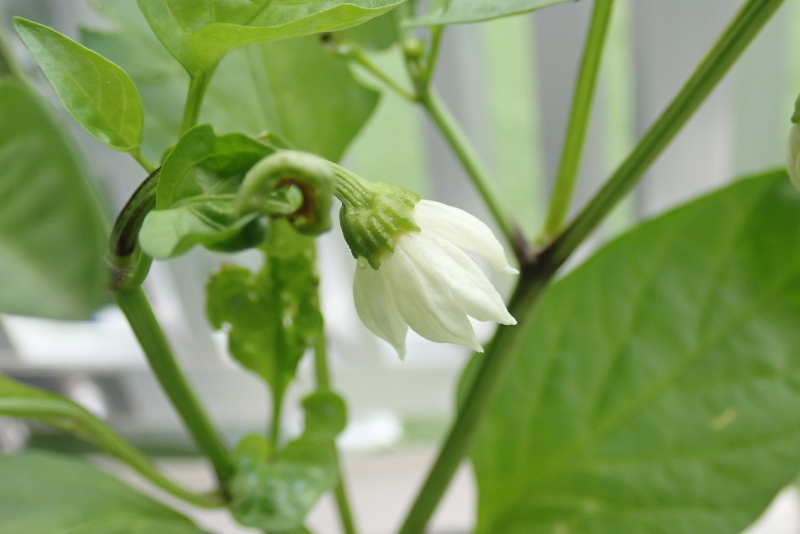 ピーマンの花が咲いた