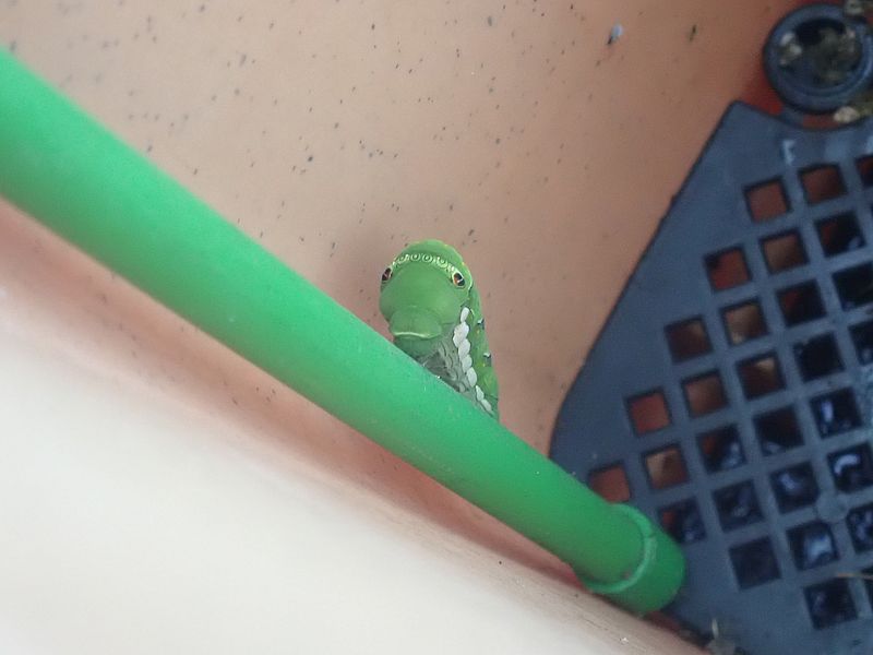 ナミアゲハの前蛹
