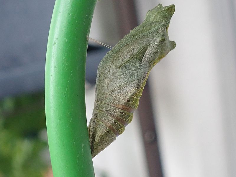 寄生されたアゲハの蛹