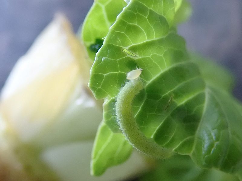 アブラムシと一緒のモンシロの芋ちゃん