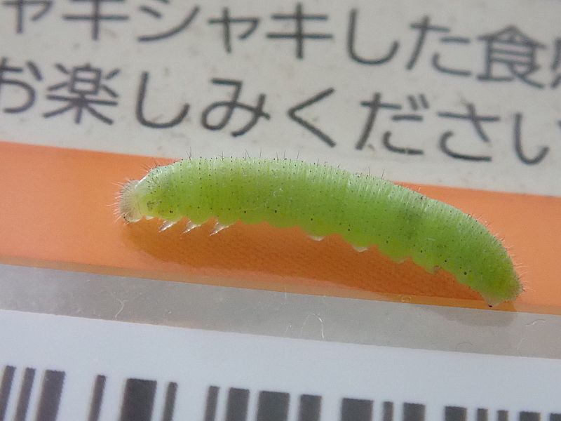 男の子