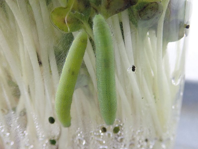 モンシロの芋ちゃん