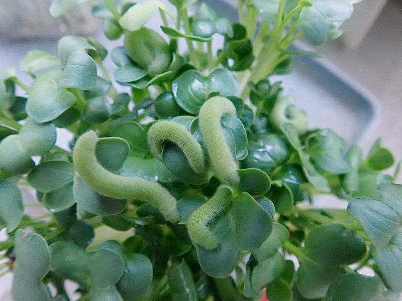 モンシロの芋ちゃん