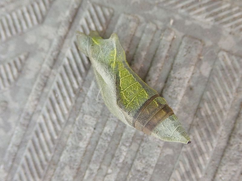寄生されたナミアゲハの蛹