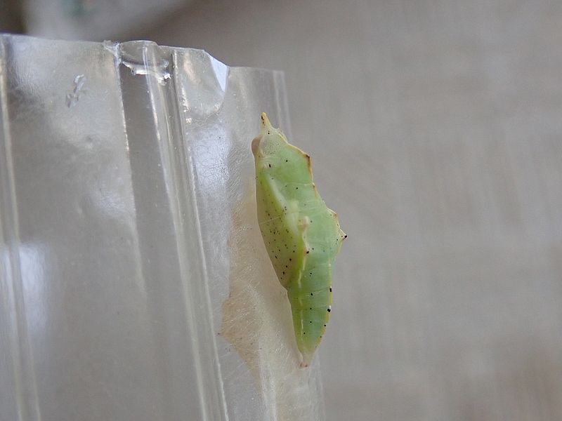いけそうなモンシロチョウの蛹