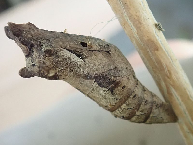 寄生バチが出てきたナミアゲハの蛹