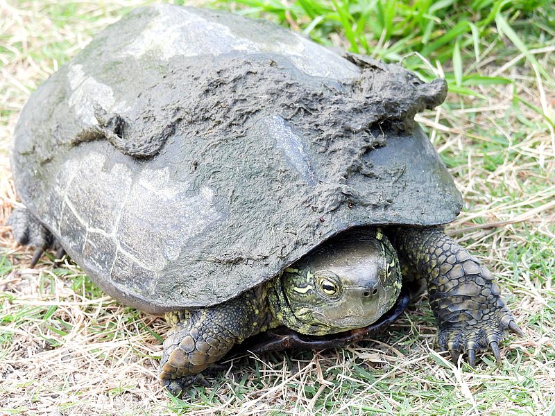 クサガメさん