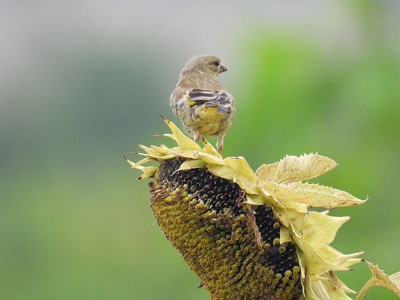 カワラヒワさん