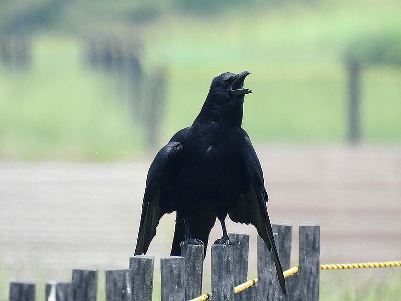 カラヤン