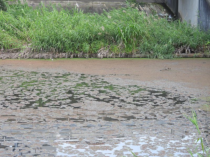 水草が増殖中