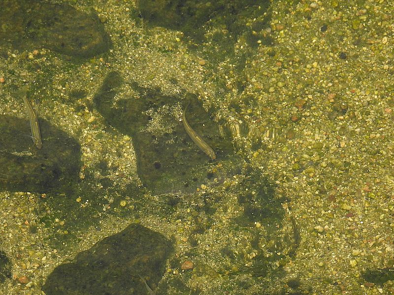 天野川に増えてきた魚