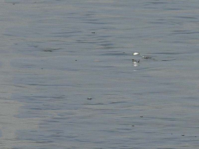 跳ねる魚
