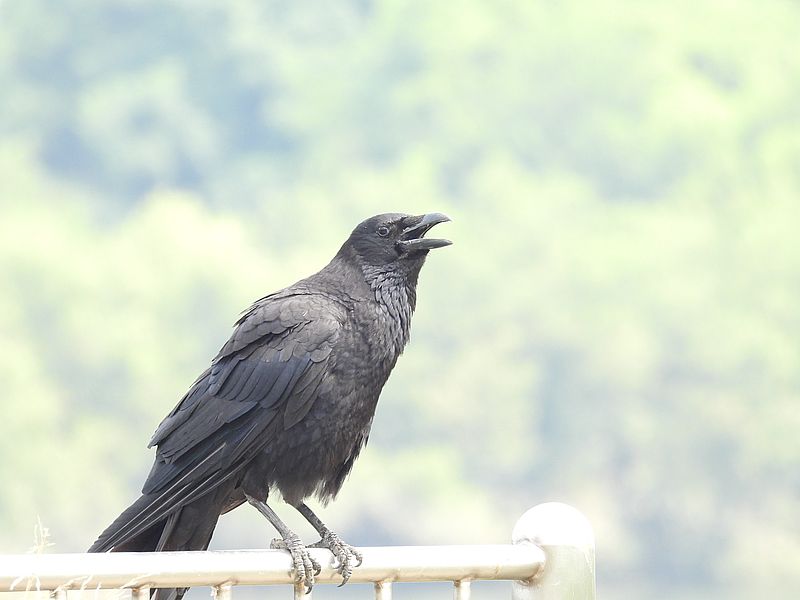 カラヤン