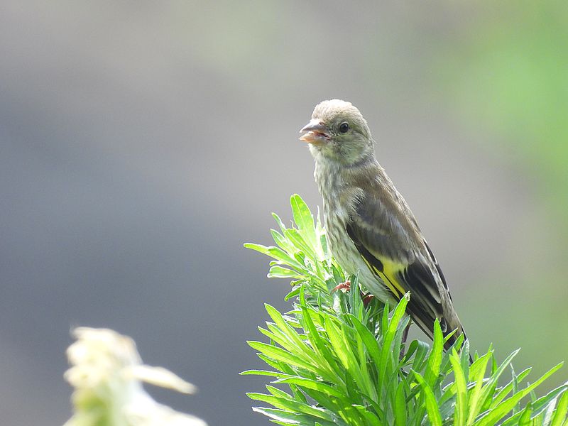 カワラヒワさん